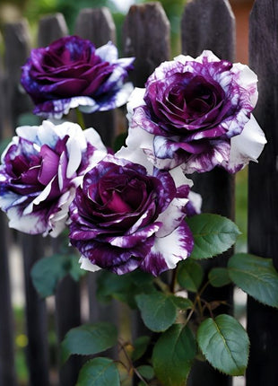 Rare Tricolor Rose 'Watercolor'