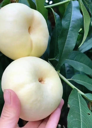 Nectarine Flat Seeds