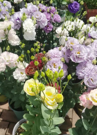 🌺Lisianthus – Sincere Love