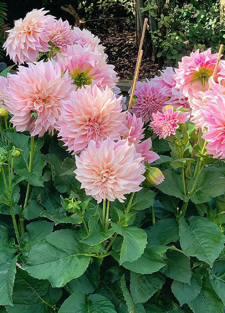 Mixture Dahlia Seeds