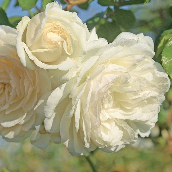 Climbing Rose Seeds