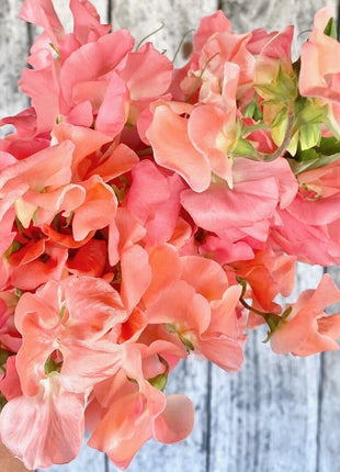 SALMON CREAM SWEET PEA SEED