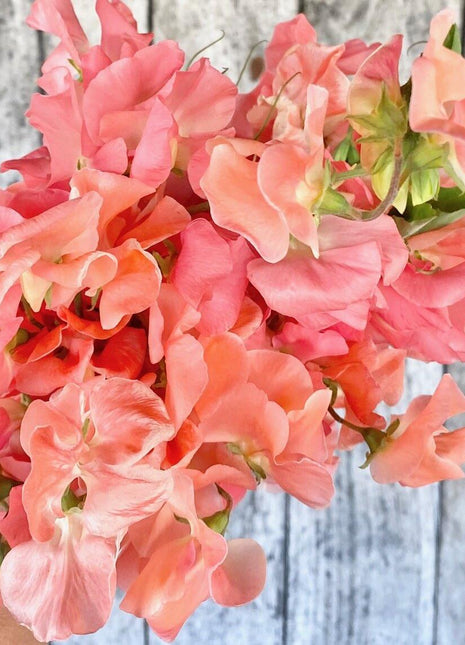 SALMON CREAM SWEET PEA SEED