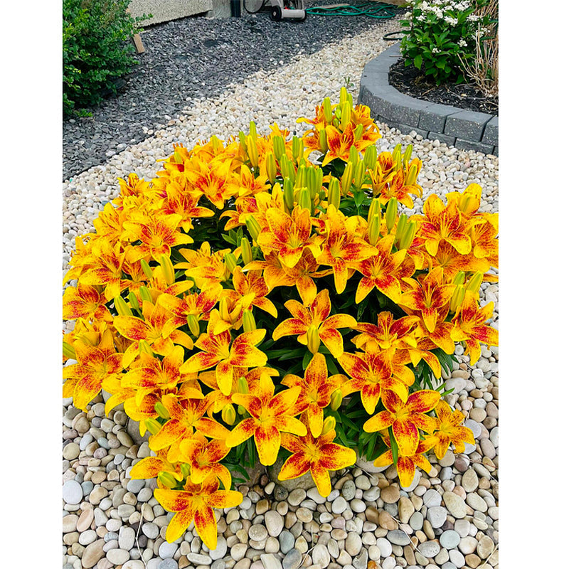 Lily Bulbs