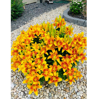 Lily Bulbs