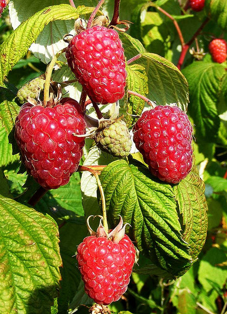 Raspberry Seeds