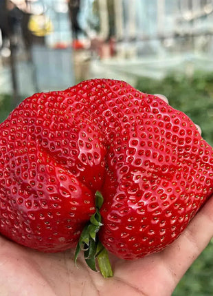 🍓Super Giant Strawberry Seeds