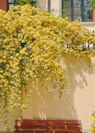 Mixed Climbing Flower Seeds -Over 30 kinds mixed