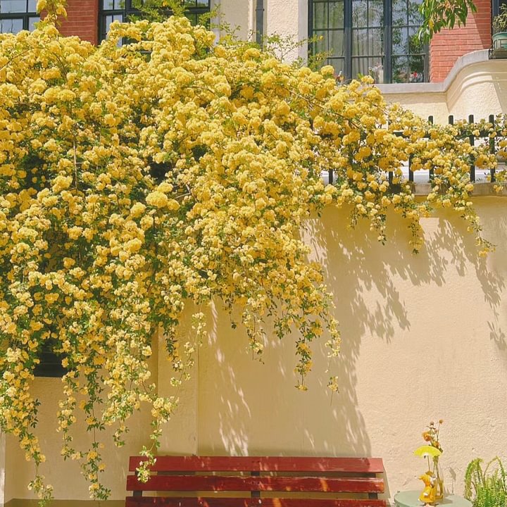 Mixed Climbing Flower Seeds -Over 30 kinds mixed