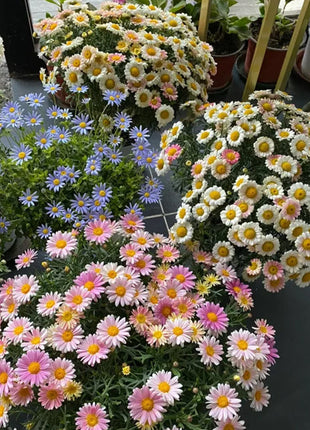 🌸Candy Chrysanthemum Seeds