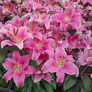 Carpet Border Lily