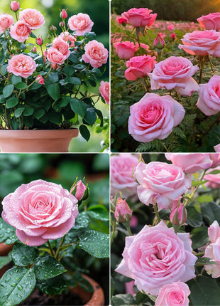 Pink Sunset Roses Seeds