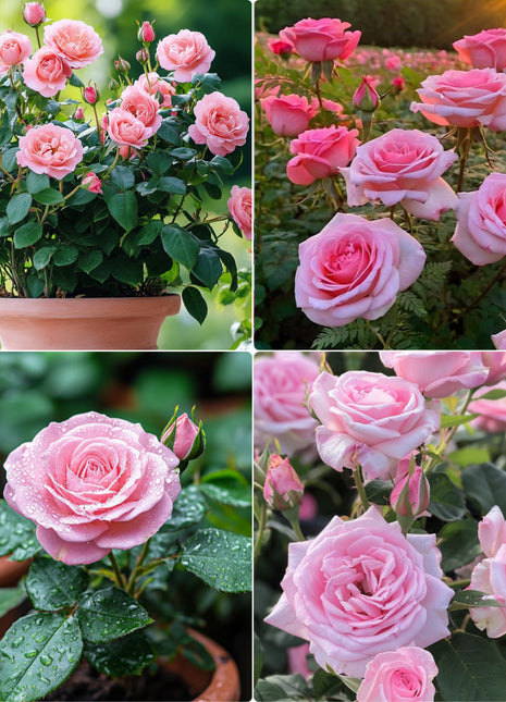 Pink Sunset Roses Seeds