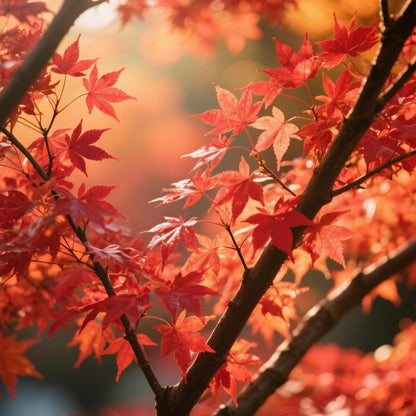 10 PCS Heirloom Japanese Red Ghost Maple Tree Seeds – Perennial Ornamental Tree, Stunning Red Foliage for Gardens & Landscaping