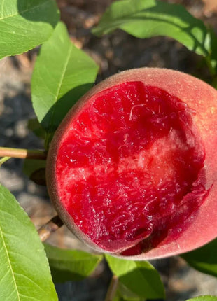 Blood Peach Seeds
