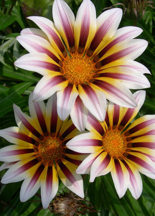 African Daisy Flowers - Gazania 50 Seeds