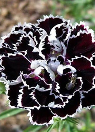 Dianthus Heddewigii Black White Carnation Flower Seed, Dianthus Flower, Natural, Non GMO, Heirloom