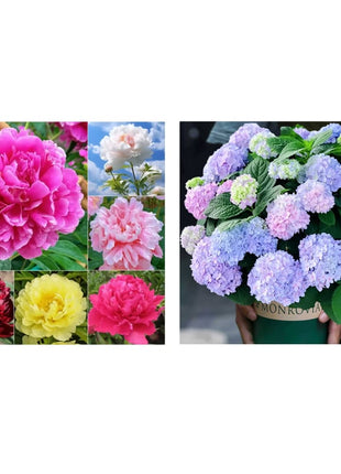 🔥LAST DAY 45% OFF🌺THE QUEEN OF FLOWERS—DOUBLE PETALED PIANI