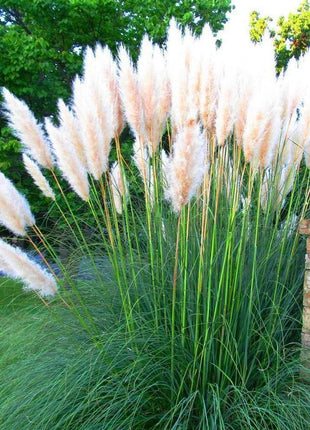 Pampas Grass Magic Garden Seeds