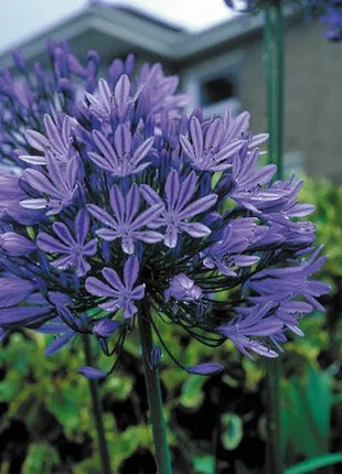 Agapanthus africanus 'Midnight Star'
