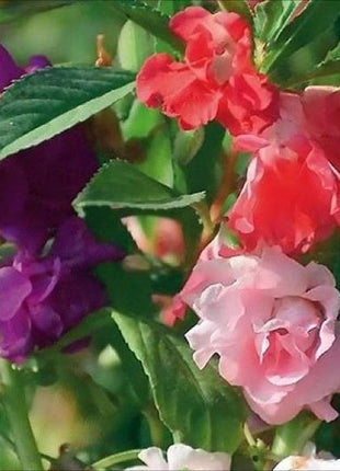 IMPATIENS SEEDS - CAMELIA FLOWERED MIXED