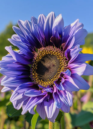 Purple Sunflower Field 'Violet Glow'