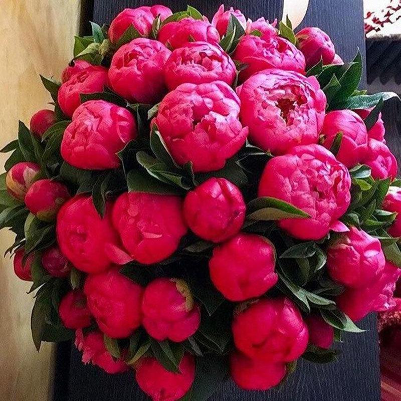 10Pcs Chinese Peony Flower Seeds Perennial Paeonia Suffruticosa Bonsai Plants Home Garden
