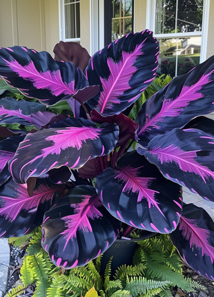 Kaleidoscope Caladium Plant