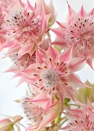 Rare Serruria florida Seeds - Blushing Bride