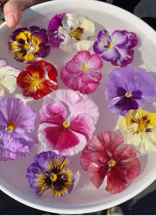 Pansy Giant Fancy Mix Seeds