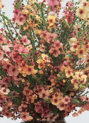 Verbascum Southern Charm Mixed