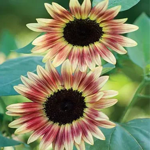 🌺Last Day Sale--60% Off💐 Sunflower Seeds🌻Sunshine