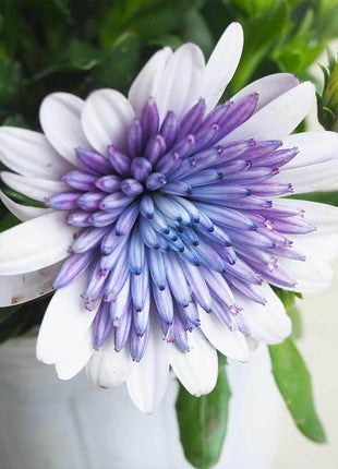 Marigold 'Sky Blue Misty Rain' seeds