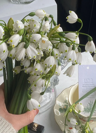 🌼Snowdrop Flower Seeds—Symbol Of Hope