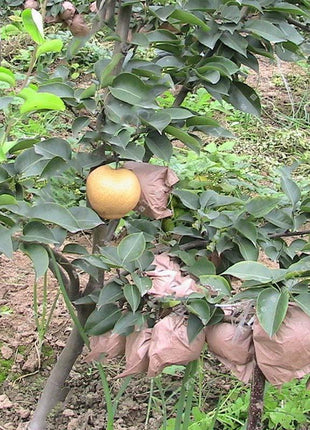 Egrow 10Pcs/Bag Pear Seeds Yellow Chinese Pear Tree Bonsai Seeds Sweet Delicious Exotic Fruit Seeds