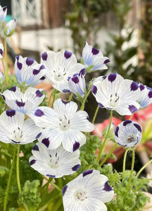 Nemophila-Baby Blue Eyes