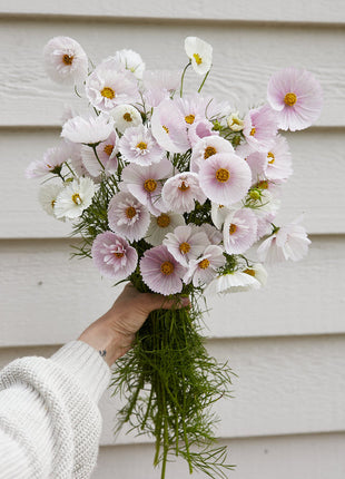 COSMOS CUPCAKE BLUSH FLOWER SEEDS