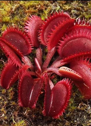 VENUS FLYTRAP SEEDS, PLANT SEEDS, INSECTIVOROUS PLANT, 100 SEEDS