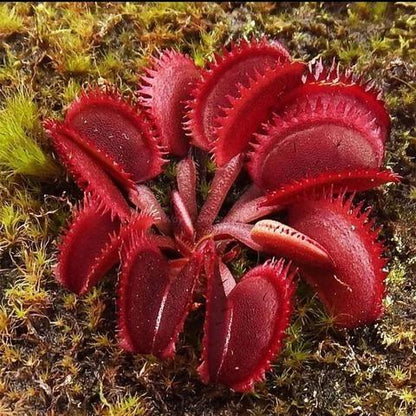 VENUS FLYTRAP SEEDS, PLANT SEEDS, INSECTIVOROUS PLANT, 100 SEEDS