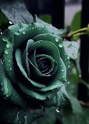 Scottish Green Rose Seeds
