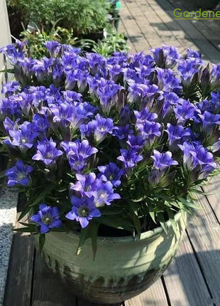 💙Plateau Elf Gentiana - Heart Of The Ocean💦