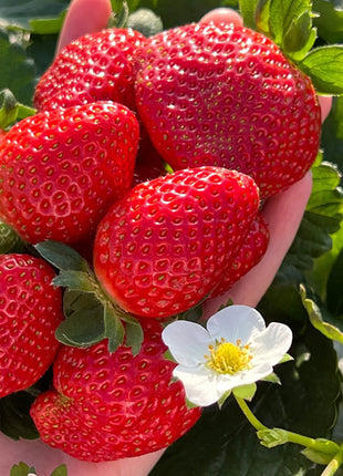 Sweet Dreamland Cream Strawberry Seeds