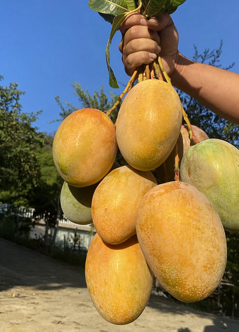 Super Sweet 🥭 Organic Giant Mango Seeds