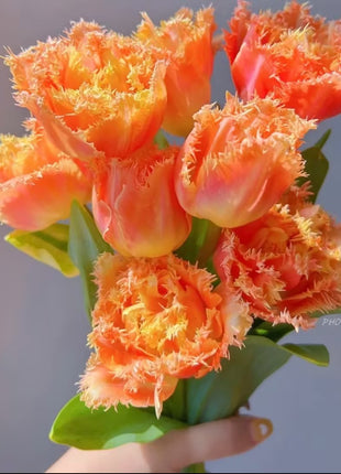 Bonsai Rare Color Tulip Seeds