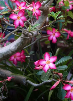 Pink Lady🌺Desert Rose Seeds