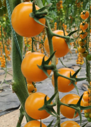 Patio Choice Yellow Cherry Tomato Seeds