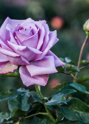 Lavender roses seeds