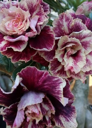 Desert Rose -- Brown Pink