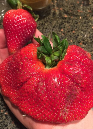 🍓Super Giant Strawberry Seeds