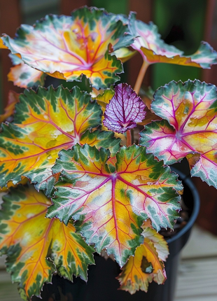 Golden Twilight Begonia